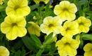 Calibrachoa - nieznany kwiat