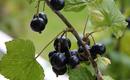 Porzeczka czarna – Ribes nigrum