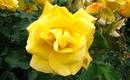 Żółte róże - najciekawsze odmiany 