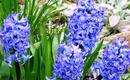 Niebieskie kwiaty – Rośliny o niebieskim kolorze