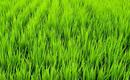 Wysiew trawy - odmiany i rodzaje 