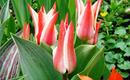 Choroby i szkodniki tulipanów