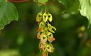 Klon jawor (Jawor) - Acer pseudoplatanus
