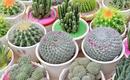 Kaktusy - choroby i szkodniki