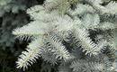 Świerk kłujący (Świerk srebrny) - Picea pungens