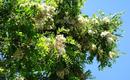 Robinia akacjowa - Robinia pseudoacacia