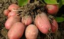 Ziemniaki - podstawowe zasady uprawy ziemniaków