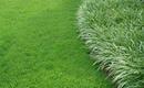 Trawy ozdobne - kilka uwag o projektowaniu