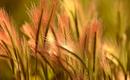 Trawy jednoroczne- wybrane gatunki i odmiany
