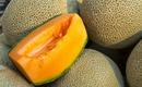 Melon - uprawa i odmiany