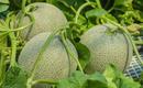 Melon - uprawa, kalorie i właściwości