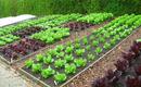 Ogródek warzywny krok po kroku