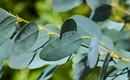 Eukaliptus niebieski – uprawa, sadzonki i zimowanie