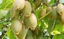 Aktinidia (kiwi) – wskazówki uprawy, pielęgnacji i popularne odmiany