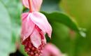 Medinilla wspaniała - Najpiękniejsza roślina kwitnąca