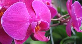 Wszystko o storczyku Falenopsis (Phalaenopsis)
