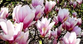 Magnolie - królewskie kwiaty w każdym ogrodzie