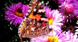 Motyle w ogrodzie – popularne kwiaty wabiące motyle