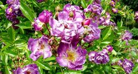 Róże rabatowe – piękno w ogrodzie
