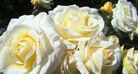 Białe róże - najciekawsze odmiany 