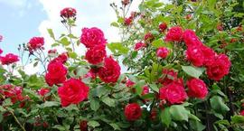 Czerwone róże - najciekawsze odmiany 