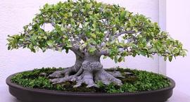 Ficus Retusa  – uprawa i pielęgnacja