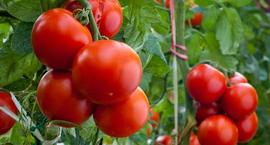 Pomidory w ogrodzie