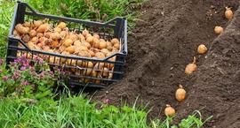 Sadzeniaki ziemniaków