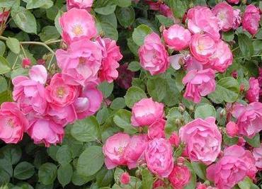 Róże - królewskie piękno w każdym ogrodzie