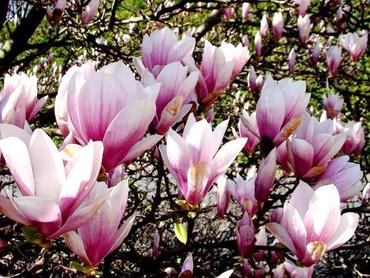 Magnolie - królewskie kwiaty w każdym ogrodzie