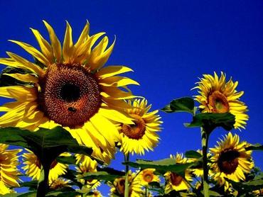 Słoneczniki ozdobne – słoneczne kwiaty