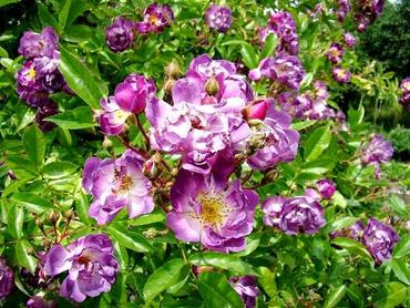Róże rabatowe – piękno w ogrodzie