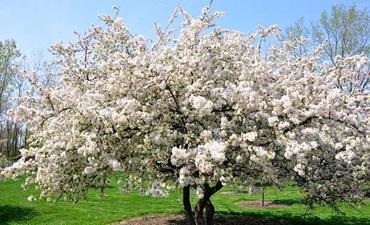 Drzewa Owocowe - Jabłonie