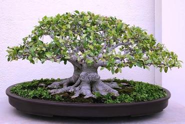 Ficus Retusa  – uprawa i pielęgnacja