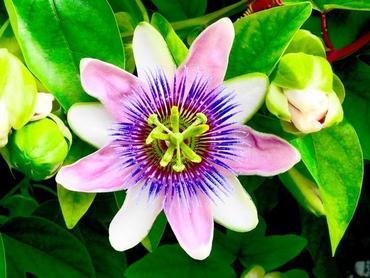Passiflora (męczennica) – uprawa, pielęgnacja i owoce