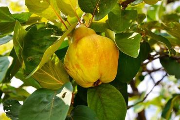 Pigwa pospolita – uprawa i owoce