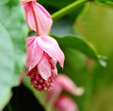 Medinilla wspaniała - Najpiękniejsza roślina kwitnąca