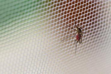 Skuteczne sposoby na komary