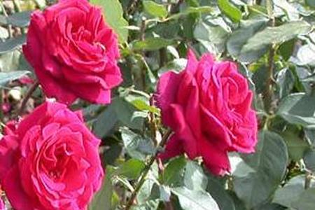Choroby i szkodniki róż - rozpoznanie i zwalczanie