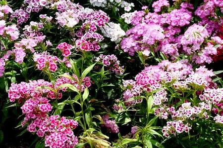 Goździki ogrodowe - kwiaty dla każdego
