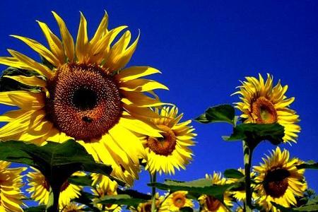 Słoneczniki ozdobne – słoneczne kwiaty