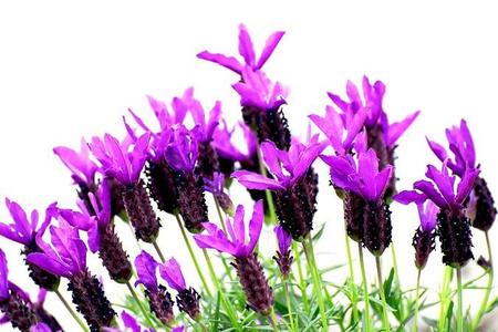 Fioletowe kwiaty – Rośliny w kolorze fioletowym