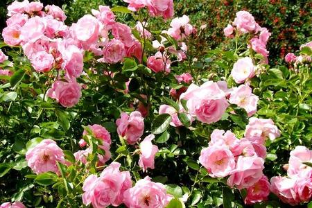 Sadzenie róż - jak sadzić róże?