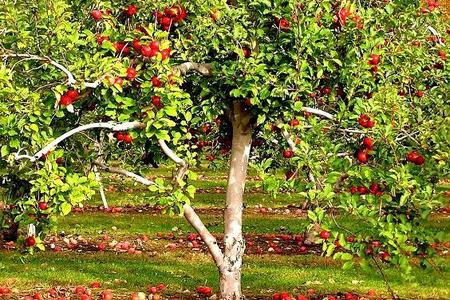 Choroby drzew owocowych