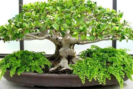 Pielęgnacja bonsai