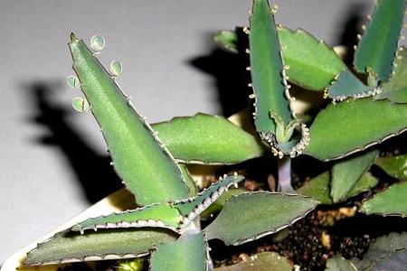Żyworódka pierzasta - ciekawa roślina lecznicza