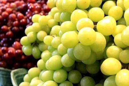 Odmiany winogron i winorośli