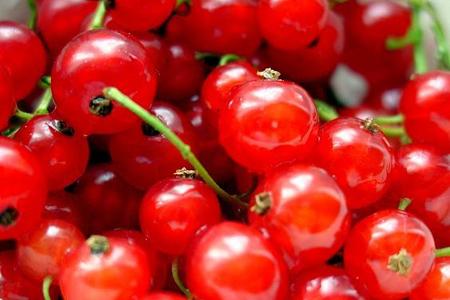 Porzeczka czerwona – Ribes rubrum