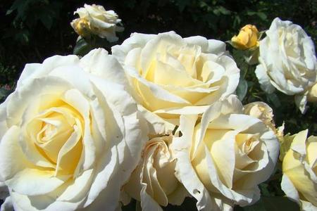 Białe róże - najciekawsze odmiany 