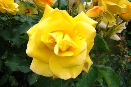 Żółte róże - najciekawsze odmiany 